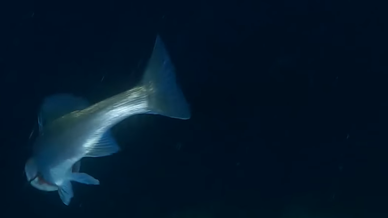 海中で撮影されたシーバスの体・尾びれ部分の写真、全体的に暗くコントラストが低い